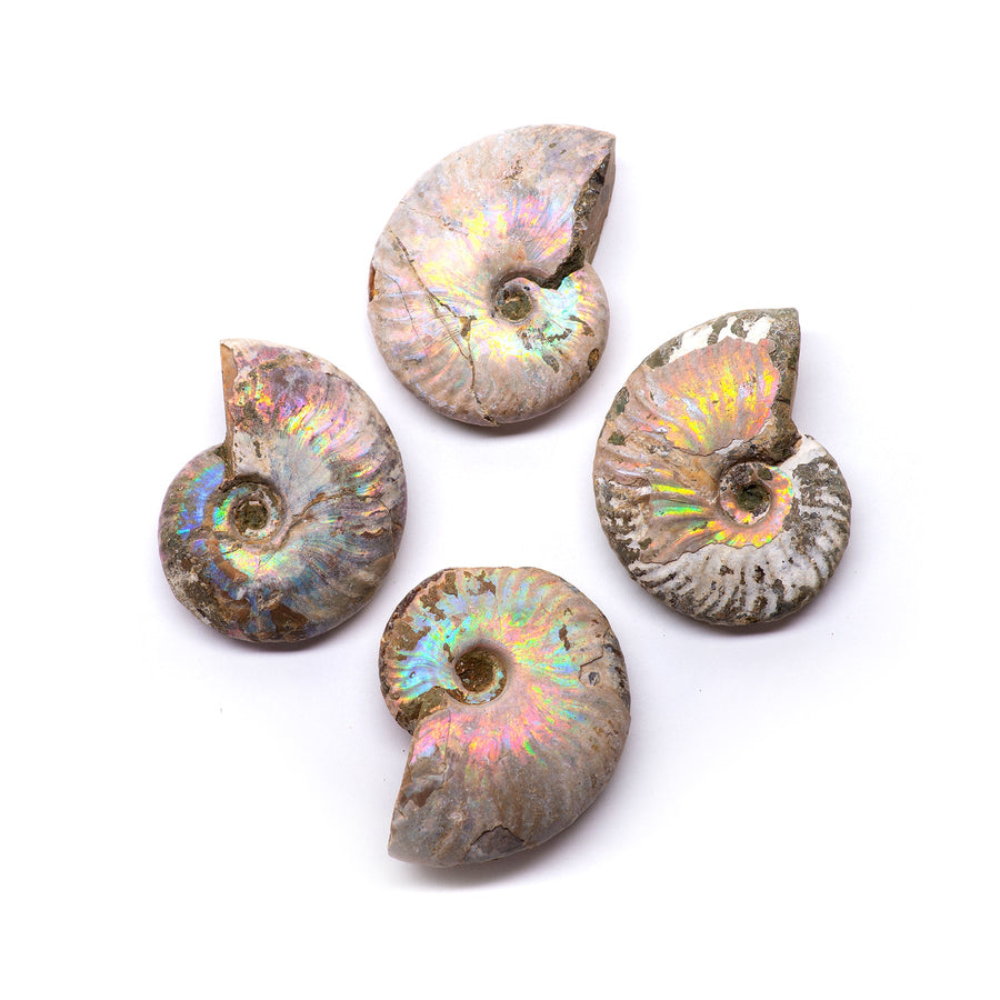 Aura Ammonite