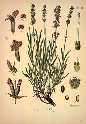 The History of Plants and Herbs in Medicine and Spirituality