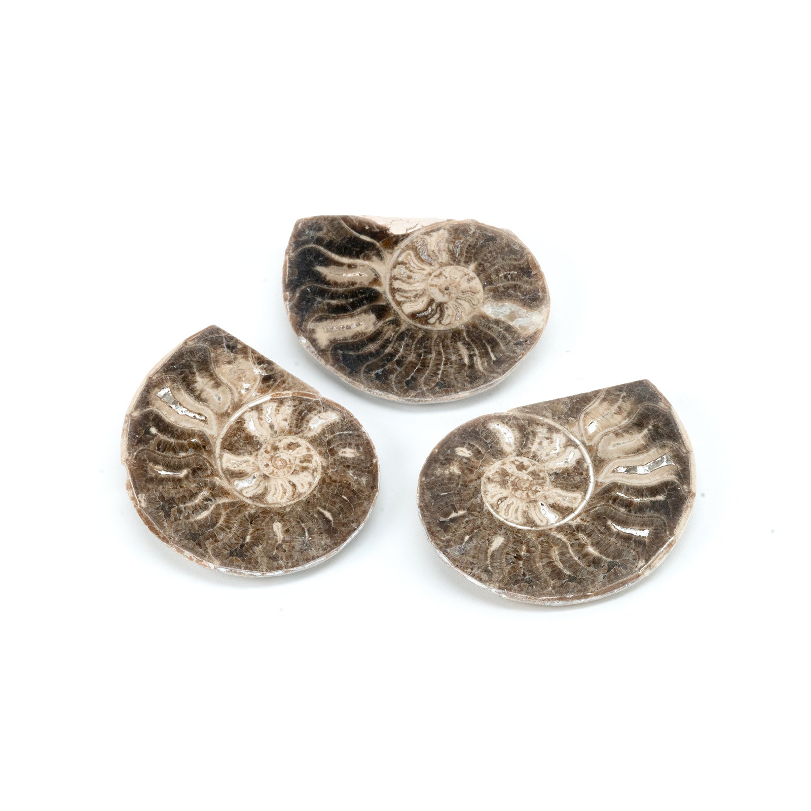 Brown Ammonite
