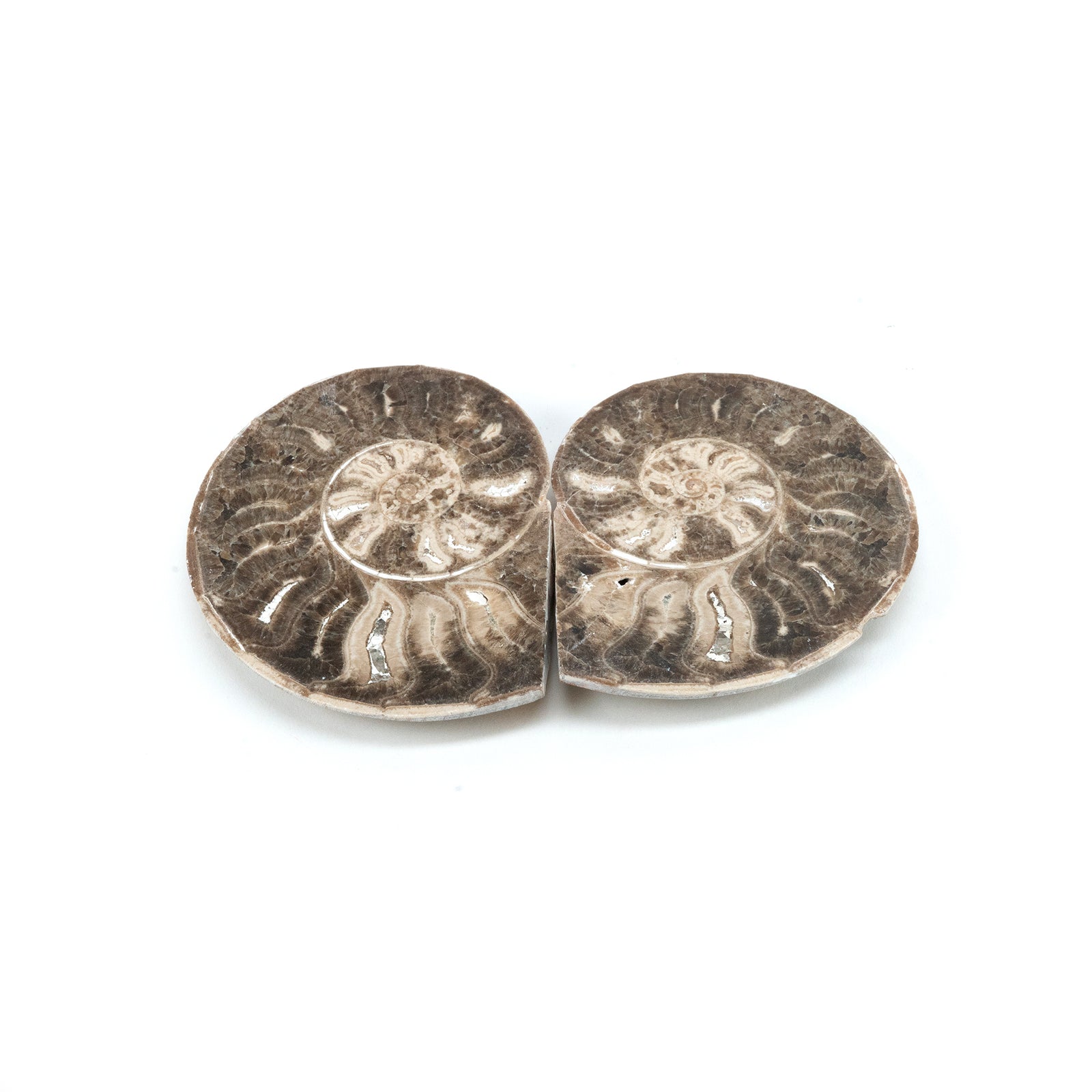 Brown Ammonite