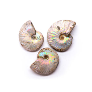 Aura Ammonite
