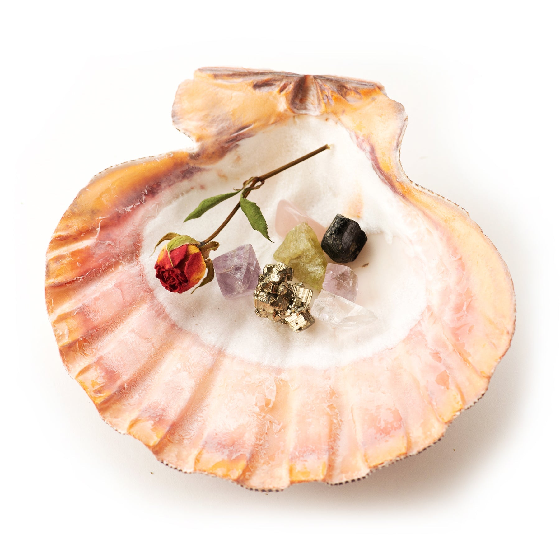 JSouthernStudio - Lion Paw Shell