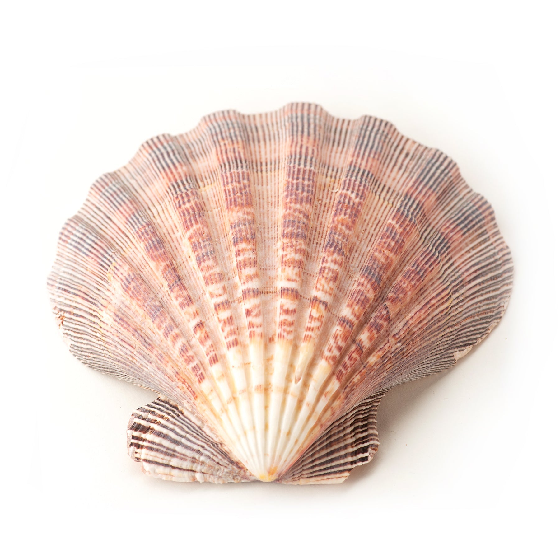 JSouthernStudio - Lion Paw Shell