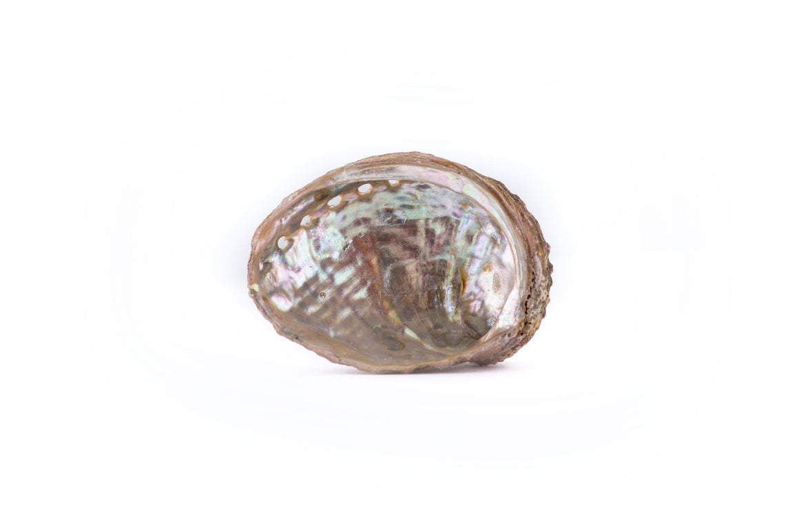 Abalone Shell Offering Bowl