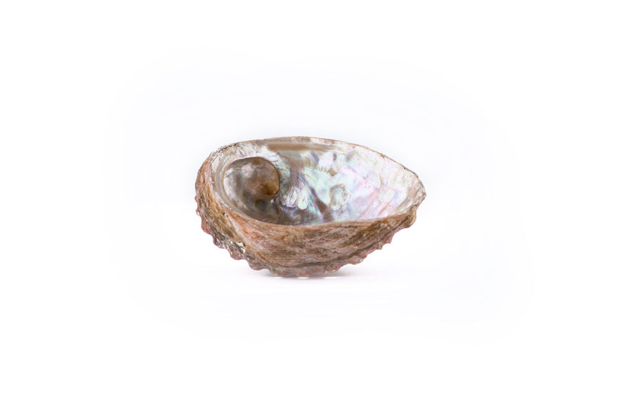 Abalone Shell Offering Bowl